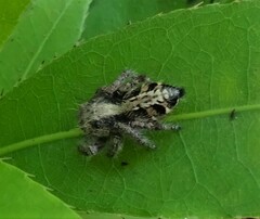 Hyllus