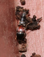 Sepedophilus marshami