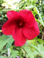 Abelmoschus moschatus tuberosus