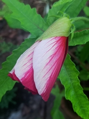 Abelmoschus moschatus tuberosus