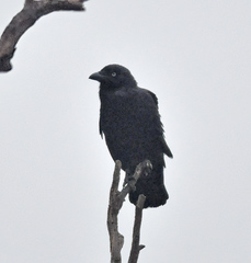 Corvus coronoides