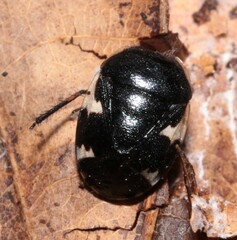 Tritomegas sexmaculatus