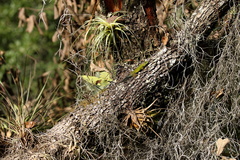 Sceloporus formosus