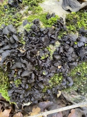 Collema subflaccidum