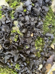 Collema subflaccidum