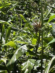 Hedychium gardnerianum