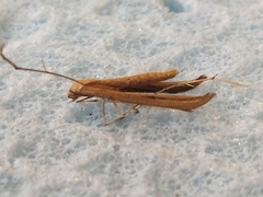 Stenoptilia mannii