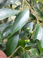 Myrcia