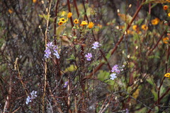 Nemesia versicolor versicolor