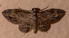 Sigilliclystis insigillata