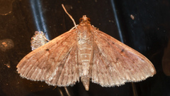 Herpetogramma licarsisalis