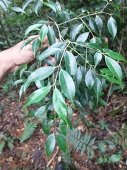 Myrcia
