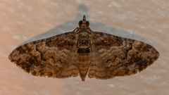 Mnesiloba eupitheciata