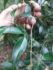Myrcia