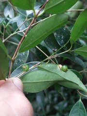 Myrcia
