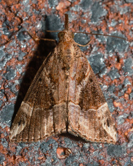 Hypena laceratalis