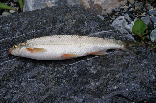 South European nase (Protochondrostoma genei) — Cyprinidae — 2