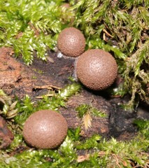 Lycogala