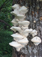 Trametes suaveolens