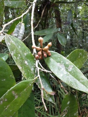 Annonaceae