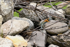 Sceloporus aureolus