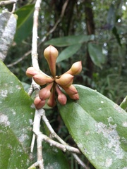 Annonaceae