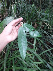 Annonaceae