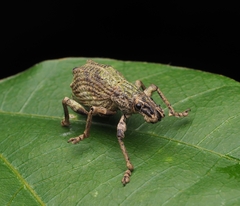 Episomus chinensis