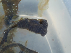 Botryllus schlosseri