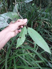 Annonaceae