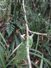 Annonaceae