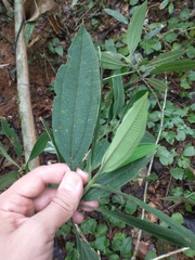 Miconia melastomoides