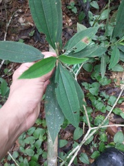 Miconia melastomoides