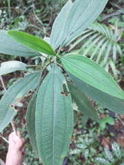 Miconia melastomoides