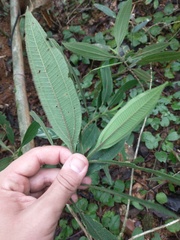 Miconia melastomoides