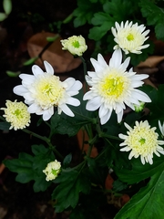 Chrysanthemum