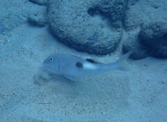 Parupeneus pleurostigma