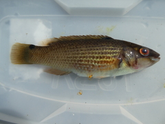 Ctenolabrus rupestris