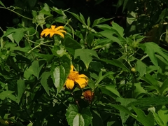 Tithonia diversifolia
