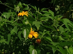 Tithonia diversifolia