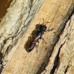 Pemphredonina