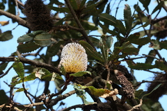 Banksia serrata