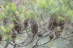 Banksia spinulosa