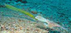 Solenostomus cyanopterus