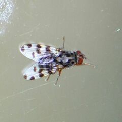 Ceroxys