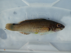 Ctenolabrus rupestris