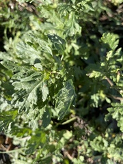 Diplotaxis erucoides