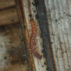 Polydesmus complanatus