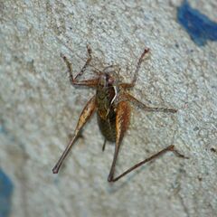 Pachytrachis gracilis