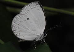 Neopithecops zalmora